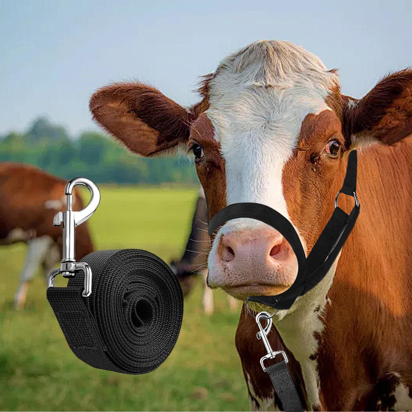 Cattle Halter Cattle Training  - Heavy Equipment Yard 评论和价格