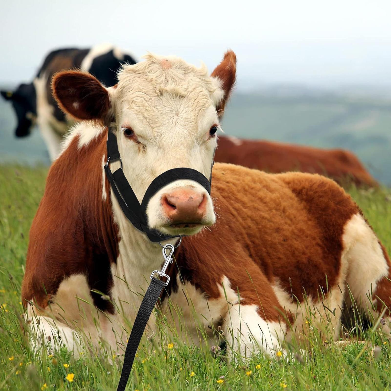 Cattle Halter Cattle Training  - Heavy Equipment Yard 评论和价格